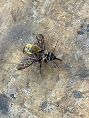 Bombus sonorus