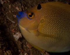 Apolemichthys trimaculatus