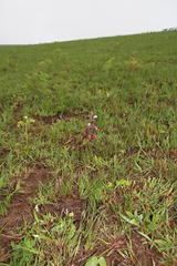 Eulophia hians hians