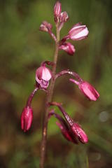 Eulophia hians hians