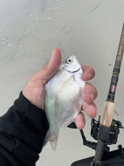 Hyperprosopon ellipticum