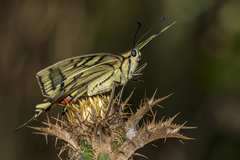 Papilio machaon