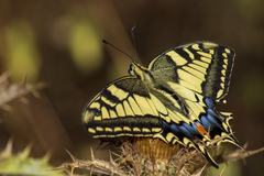 Papilio machaon