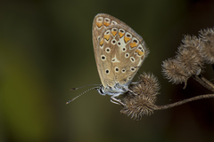 Polyommatus