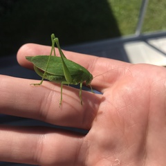 Amblycorypha rotundifolia