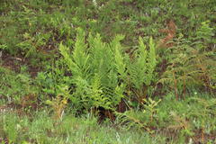 Dryopteris athamantica