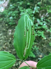 Liriomyza smilacinae