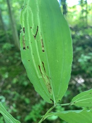 Liriomyza smilacinae