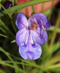 Rotheca hirsuta