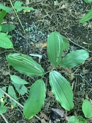 Liriomyza smilacinae