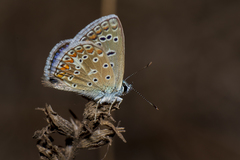 Polyommatus