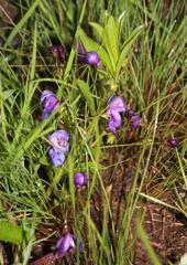 Rotheca hirsuta