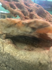 Scolopendra aztecorum