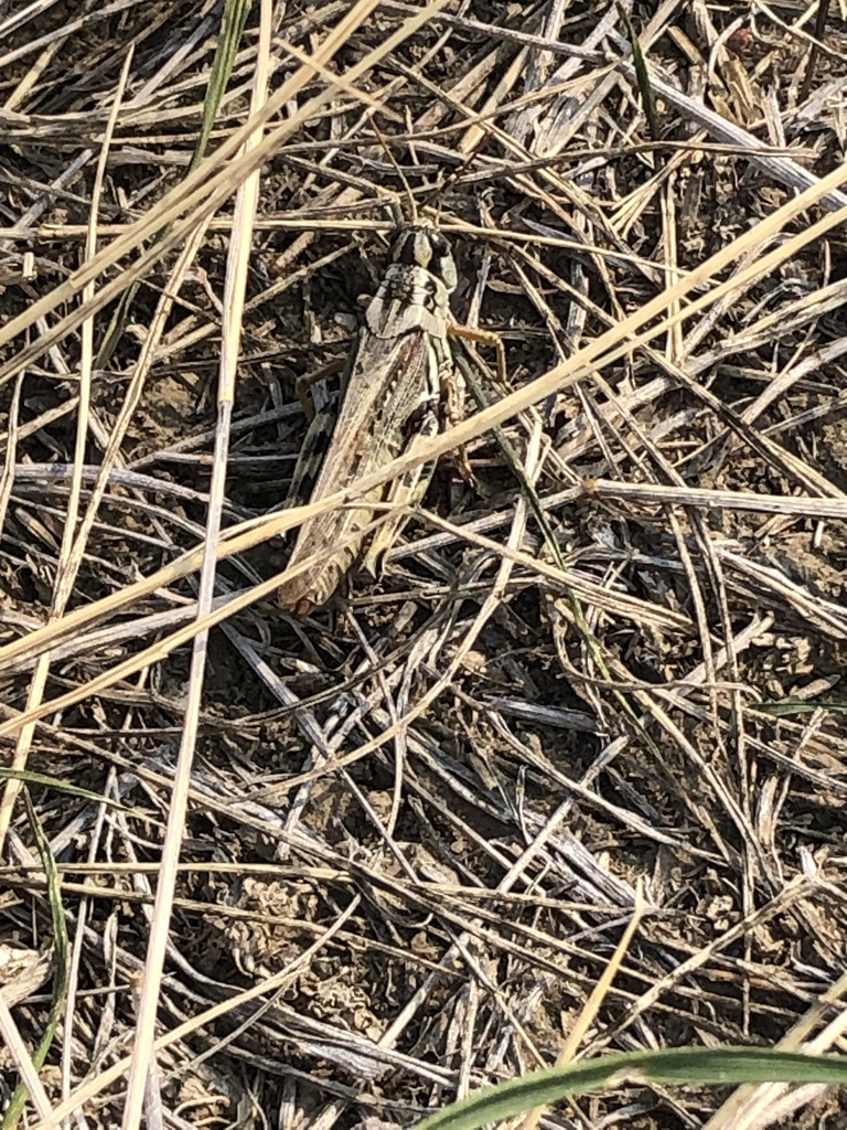 Gladston Grasshopper