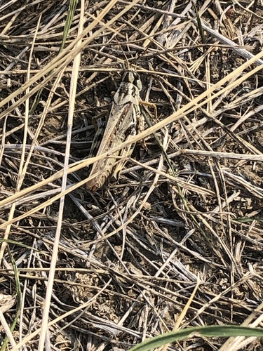 Gladston Grasshopper