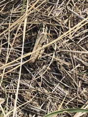 Melanoplus gladstoni