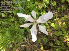 Iris fernaldii