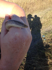 Ophisaurus attenuatus