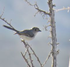 Vireo vicinior
