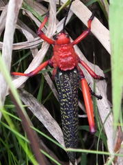 Phymateus morbillosus morbillosus