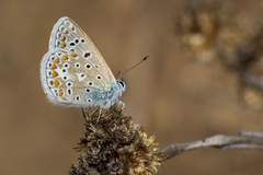 Polyommatus