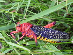 Phymateus morbillosus morbillosus