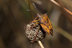 Carpocoris mediterraneus atlanticus