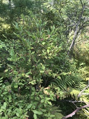 Rhododendron canadense