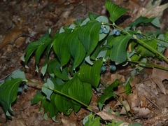 Polygonatum