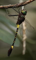 Phyllomacromia contumax