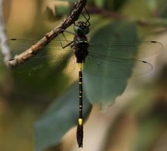 Phyllomacromia contumax