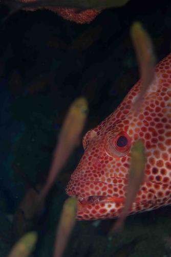 Epinephelus posteli