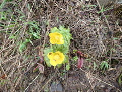 Trollius ranunculinus