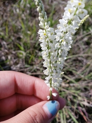 Polygala alba