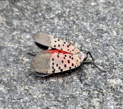 Lycorma delicatula