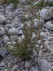 Chaenorhinum minus minus