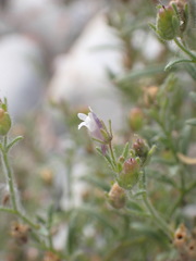 Chaenorhinum minus minus