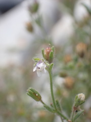 Chaenorhinum minus minus