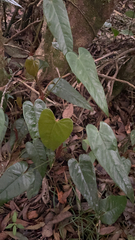 Philodendron hederaceum