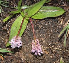 Ledebouria sandersonii