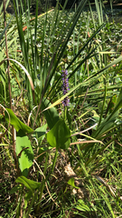 Pontederia cordata