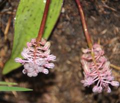 Ledebouria sandersonii