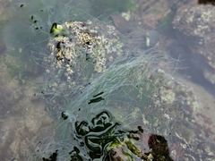 Chaetomorpha coliformis