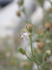 Chaenorhinum minus minus