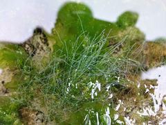 Chaetomorpha coliformis