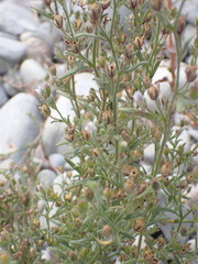 Chaenorhinum minus minus