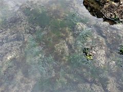 Chaetomorpha coliformis