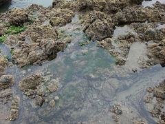 Chaetomorpha coliformis