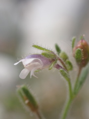 Chaenorhinum minus minus