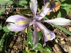 Iris fernaldii